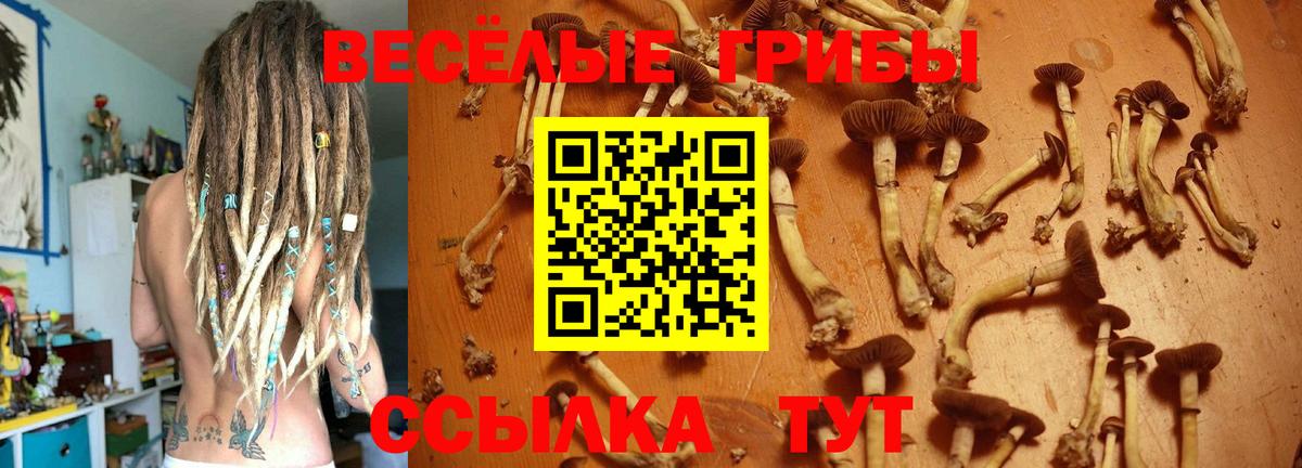 Псилоцибиновые грибы Cubensis  Вход с VPN  Севастополь 